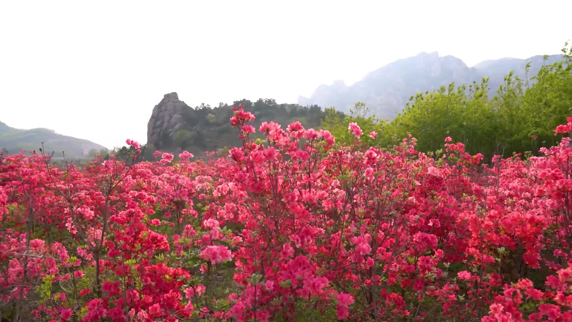 五莲美翻了杜鹃花开满山红