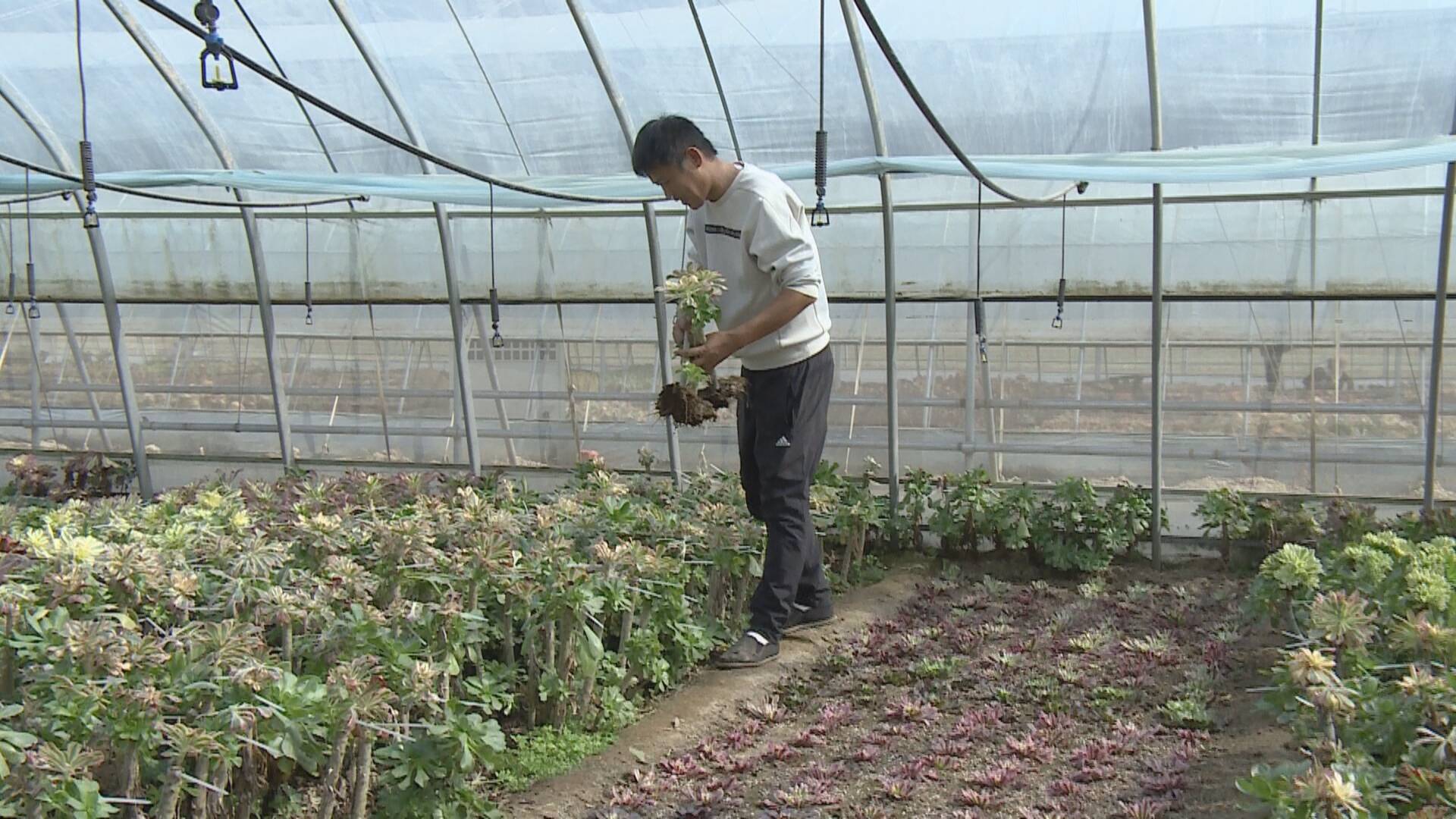 菏泽成武迎战双十一多肉销售忙