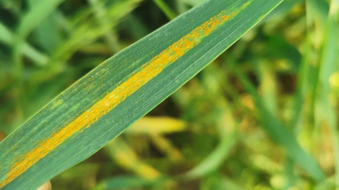 寿光市农业农村局发布提醒小麦条锈病来袭请提高警惕