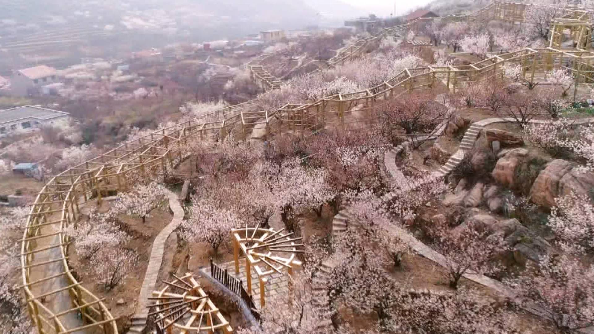 青岛崂山:万亩樱桃花盛开