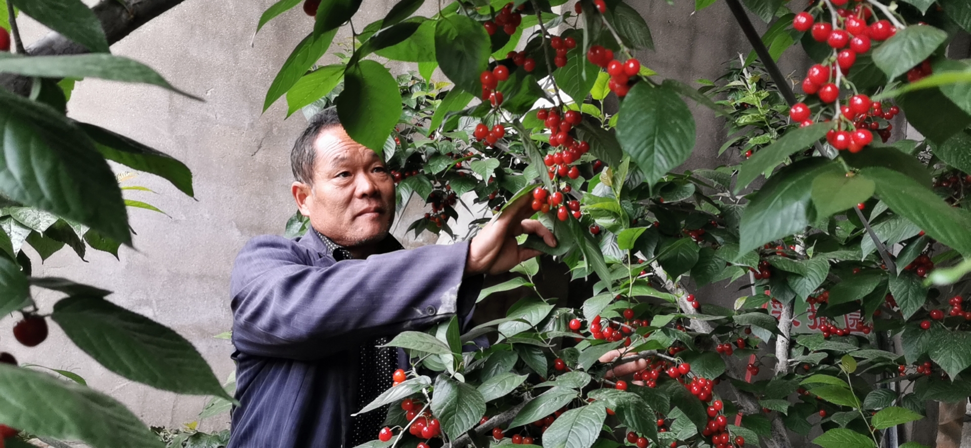枣庄山亭200个大棚火樱桃成熟,3万斤樱桃急需市场!
