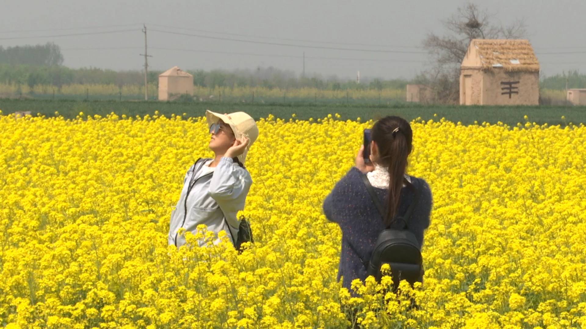 不用去婺源章丘有一片绝美油菜花海等你来欣赏