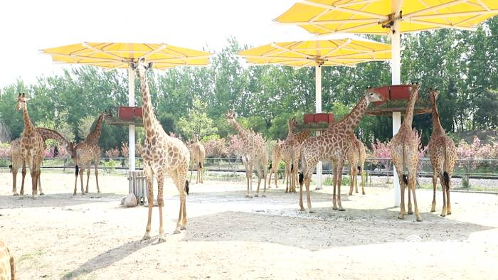 79秒|长颈鹿,斑马等40余种动物已入住 齐河动植物园科普教育基地预计