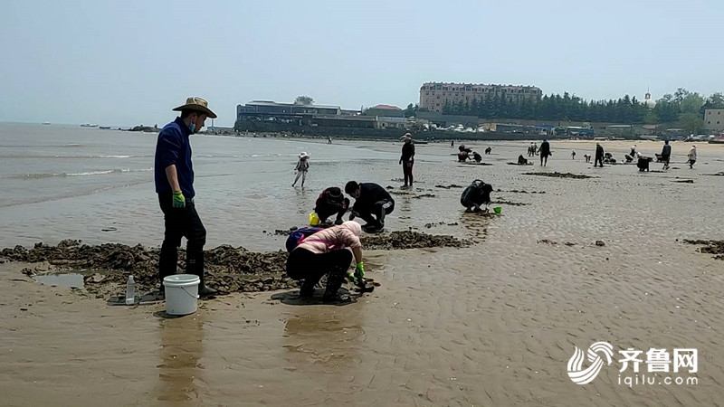 59秒带上铲子和食盐青岛沙子口海滩赶海去蛏子一挖一麻袋