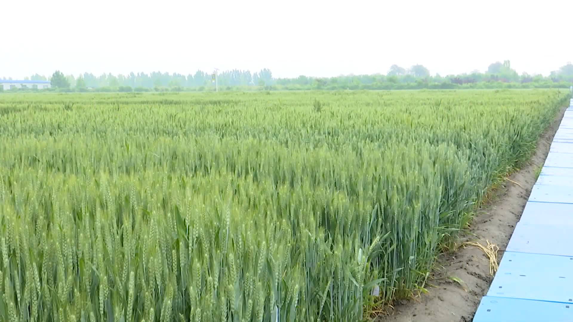 降雨可改善土壤墒情 注意防治小麦病虫害