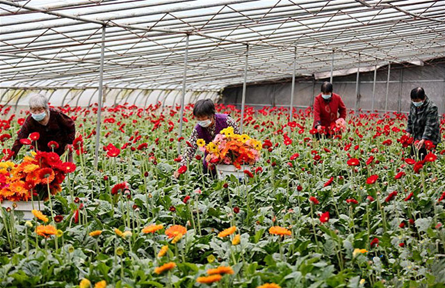 在山东省枣庄市峄城区榴园镇富森扶贫花卉基地,村民在采摘鲜花(图片