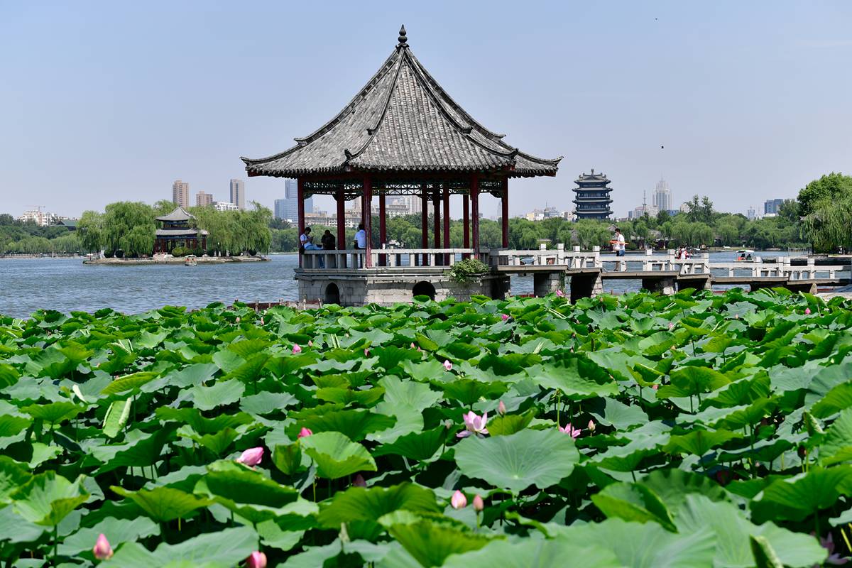 大明湖畔的"夏雨荷"开了,"遮阳伞"下的她们清香婉约楚楚动人