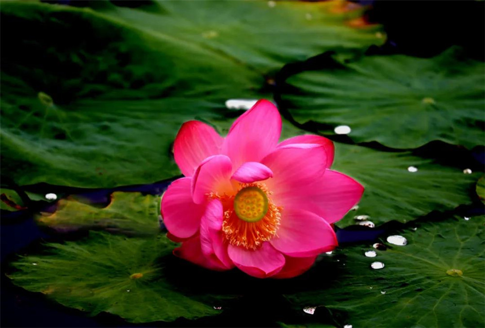 组图丨赏湖光芰荷,品夏季环翠!一起来威海看荷花,赏美景