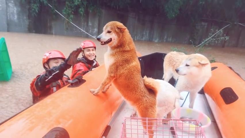 午fun丨"感谢消防员叔叔救我狗命!"暴雨中消防员又背