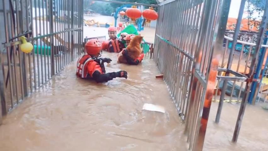 午fun丨"感谢消防员叔叔救我狗命!"暴雨中消防员又背