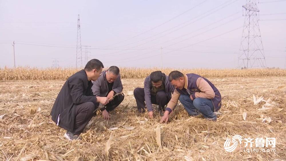 临邑土地托管优化服务助农增产增收