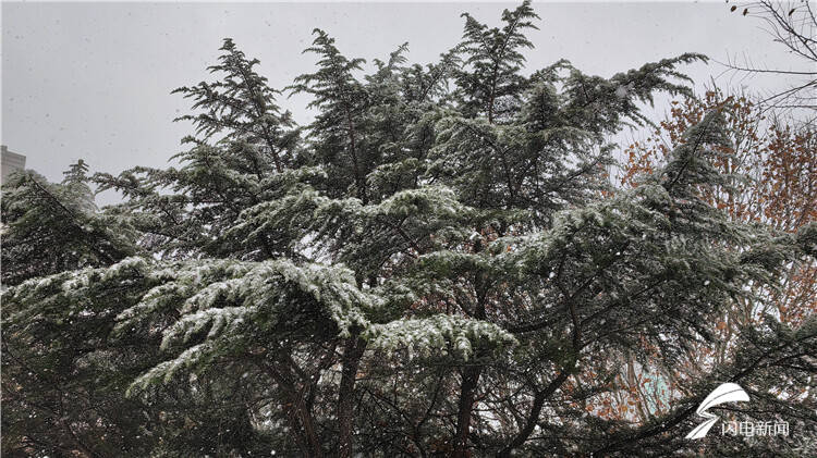 下雪啦！受强冷空气影响 潍坊迎来降雪