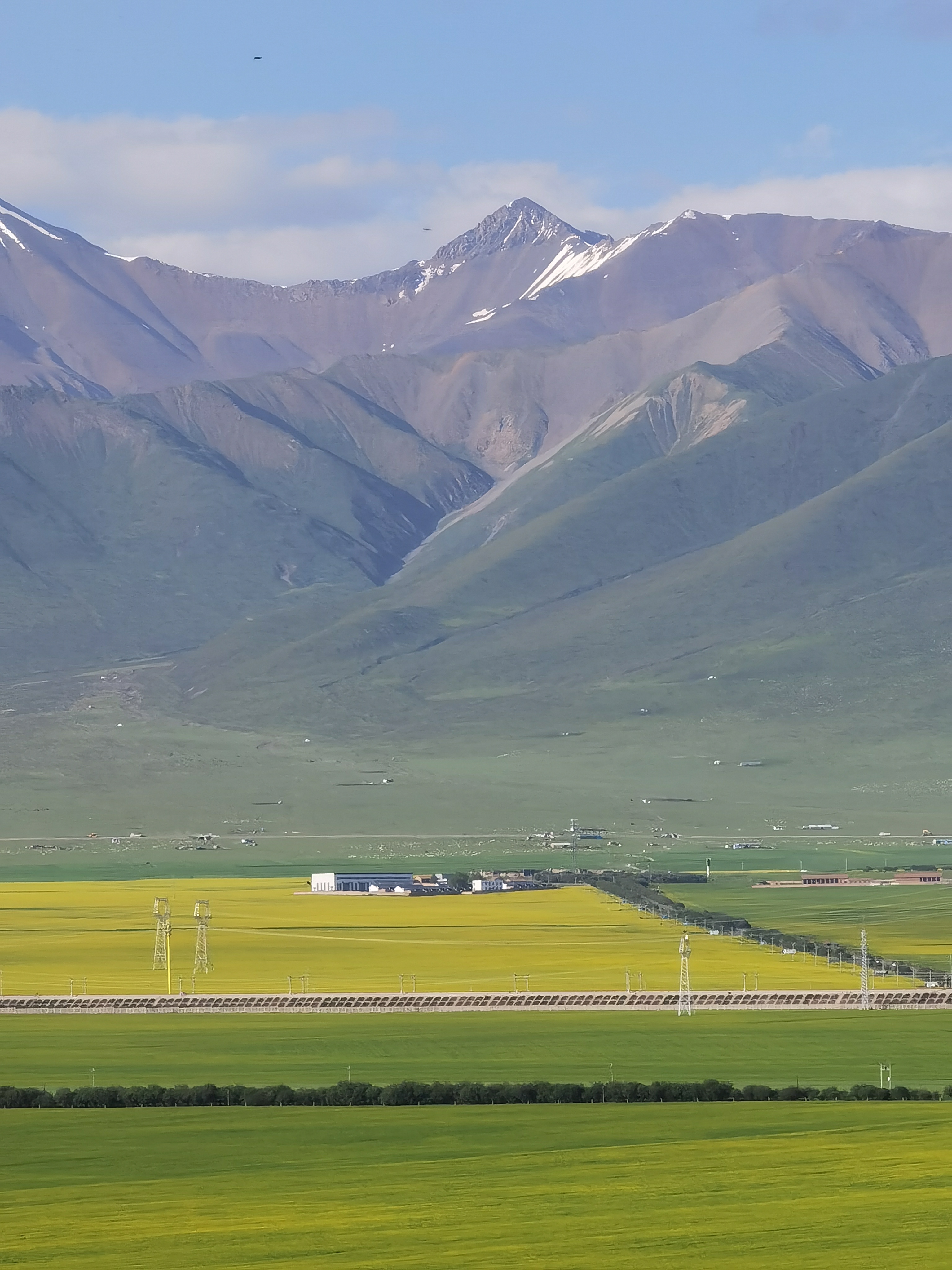 山东援青十年 青海海北州门源县油菜花开了!