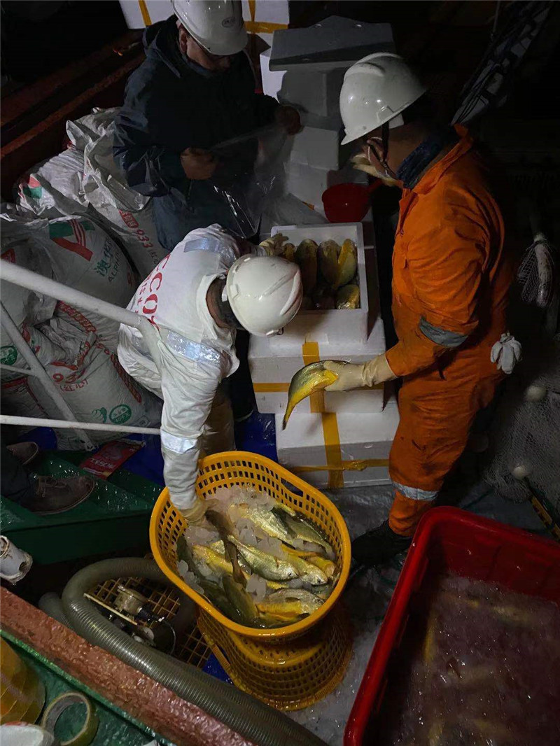 6吨大黄鱼一周售罄 国内首批工船养殖大黄鱼起捕上市