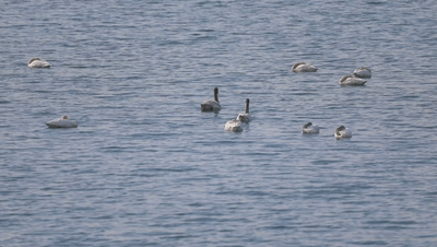 56秒|美如画!5批136只白天鹅飞临德州夏津九龙口湿地歇脚