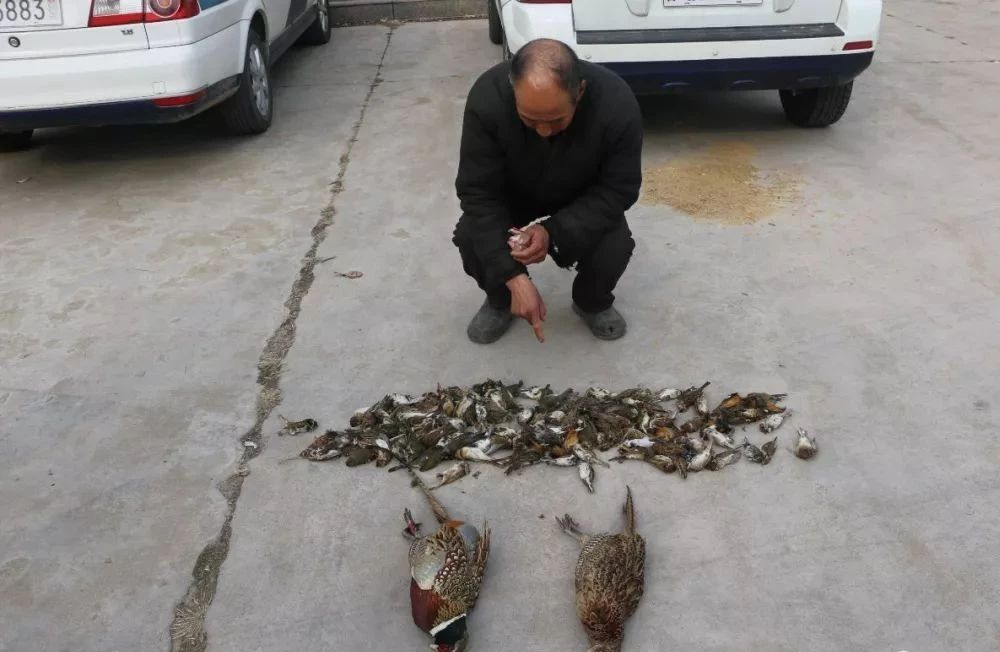 麻雀121只山鸡2只斑鸠1只临沂有人非法捕售野生动物被刑拘