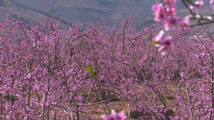 32秒踏青赏花正当时潍坊临朐嵩山生态旅游区万亩桃花竞相开放