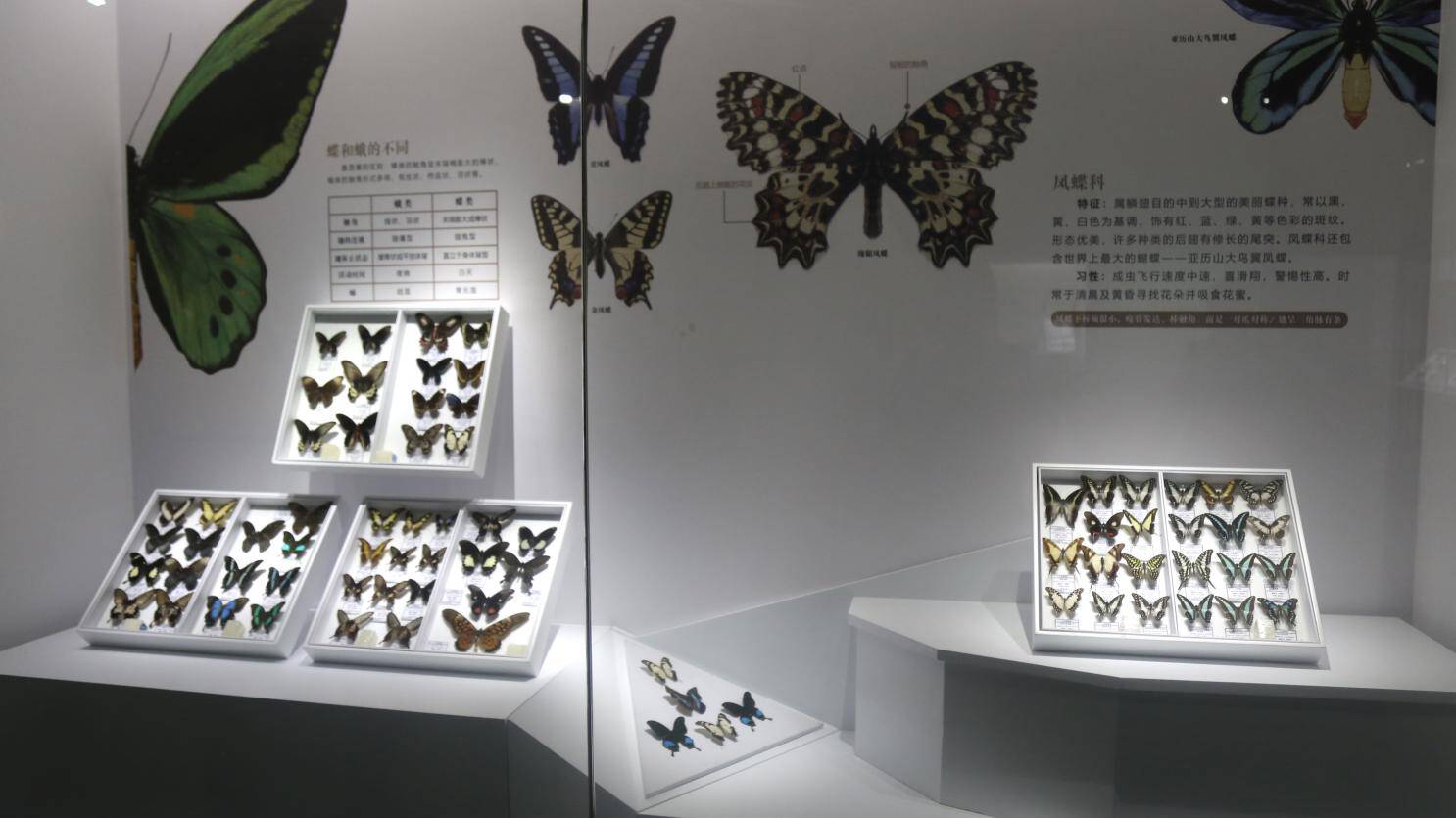 珍稀昆虫标本开启博物世界明代文人生活展现雅致追求山东博物馆活动