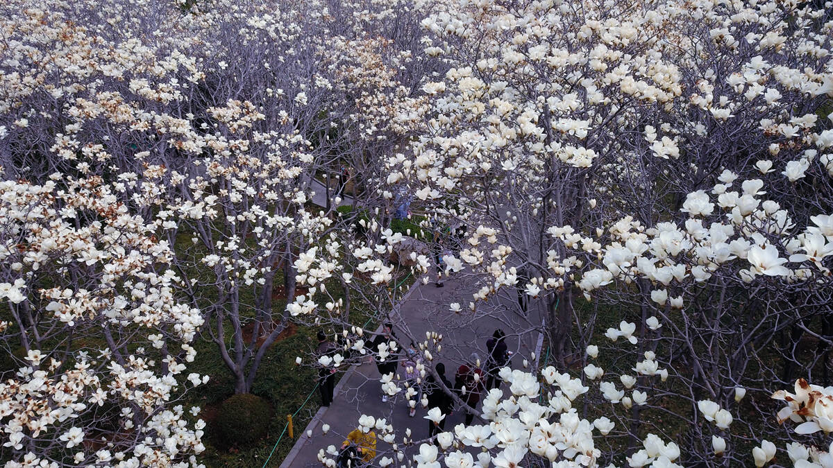 品济南百花公园"玉兰大道"鸟语花香