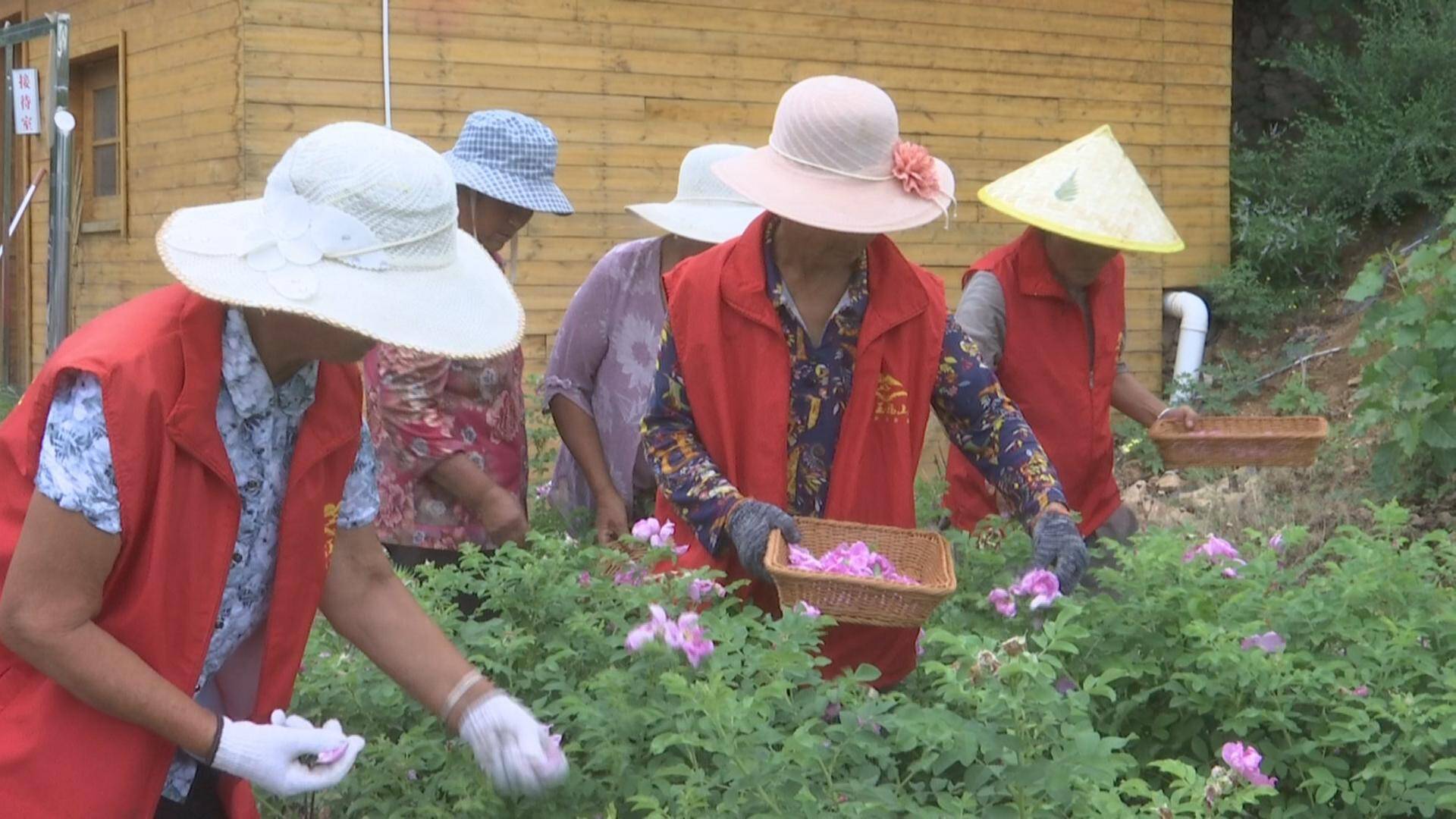 荒山野岭变美丽花海曾经的贫困村靠种花赚翻了