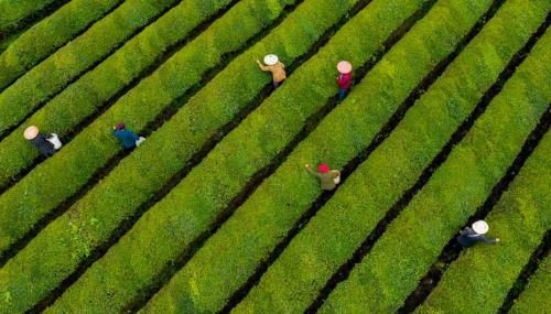 “臺灣女婿”的大陸“茶經”：茗香之韻是為“家”