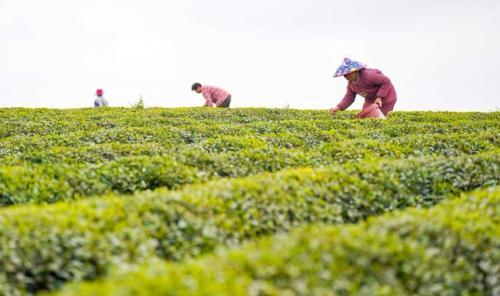 用奮斗砌出來的茶園長啥樣？