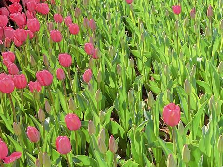 春暖花开！“种草”济南市区网红赏花点