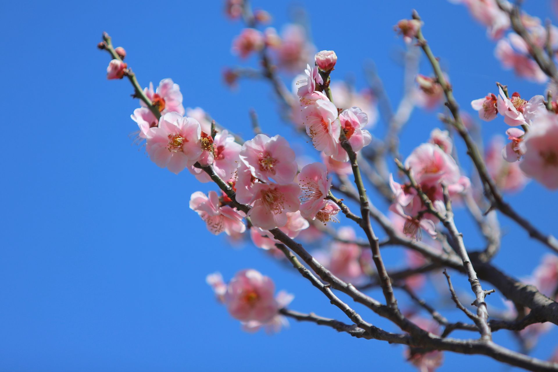 梅花連翹垂柳踏青模式開啟了