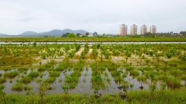 中國(guó)最大的潟湖內(nèi)海萬(wàn)寧小海生態(tài)治理初顯成效