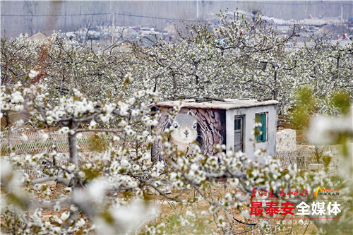 在岱岳区夏张镇朱家庄村,沿着环山路一路向上,一团团,一簇簇雪白的