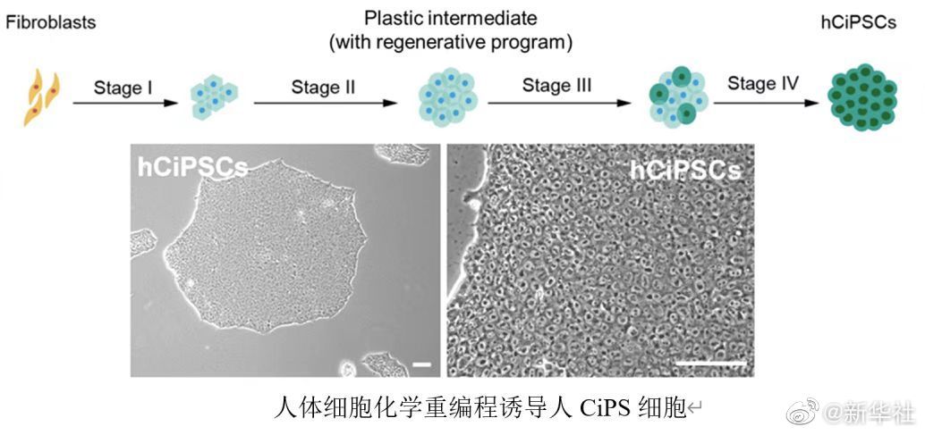 我國科學家在新一代干細胞制備技術上取得重要突破