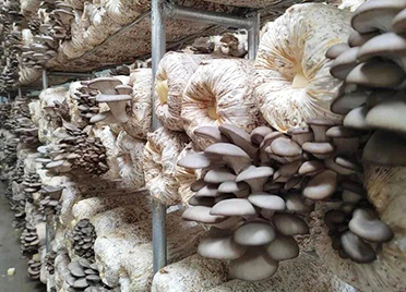 兖州特殊“销售员”，让滞销蘑菇供不应求