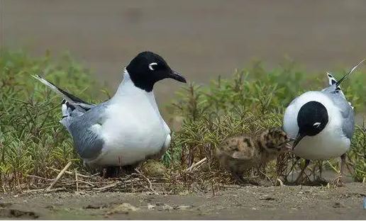山东黄河三角洲国家级自然保护区黑嘴鸥进入繁殖季