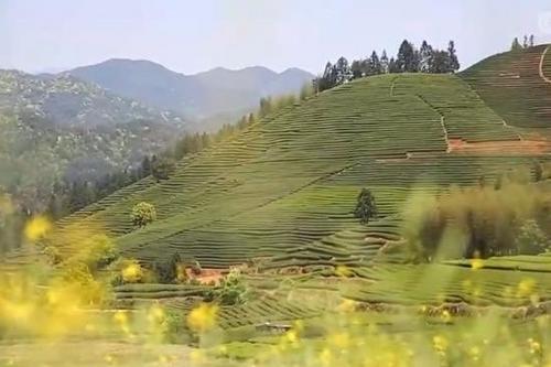 【走進老區看新貌】茶農喜提新收入 茶園兼把碳匯賣