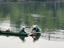 杭州西湖连续六年为“团宠”搭“爱心桥” 助鸳鸯母子“团聚”