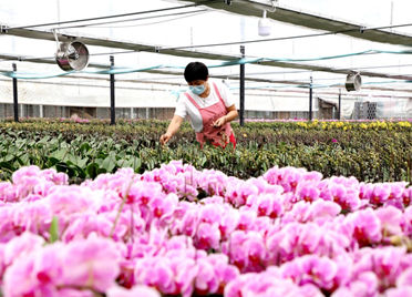 瞧，青州花卉产业绽放“美丽经济”
