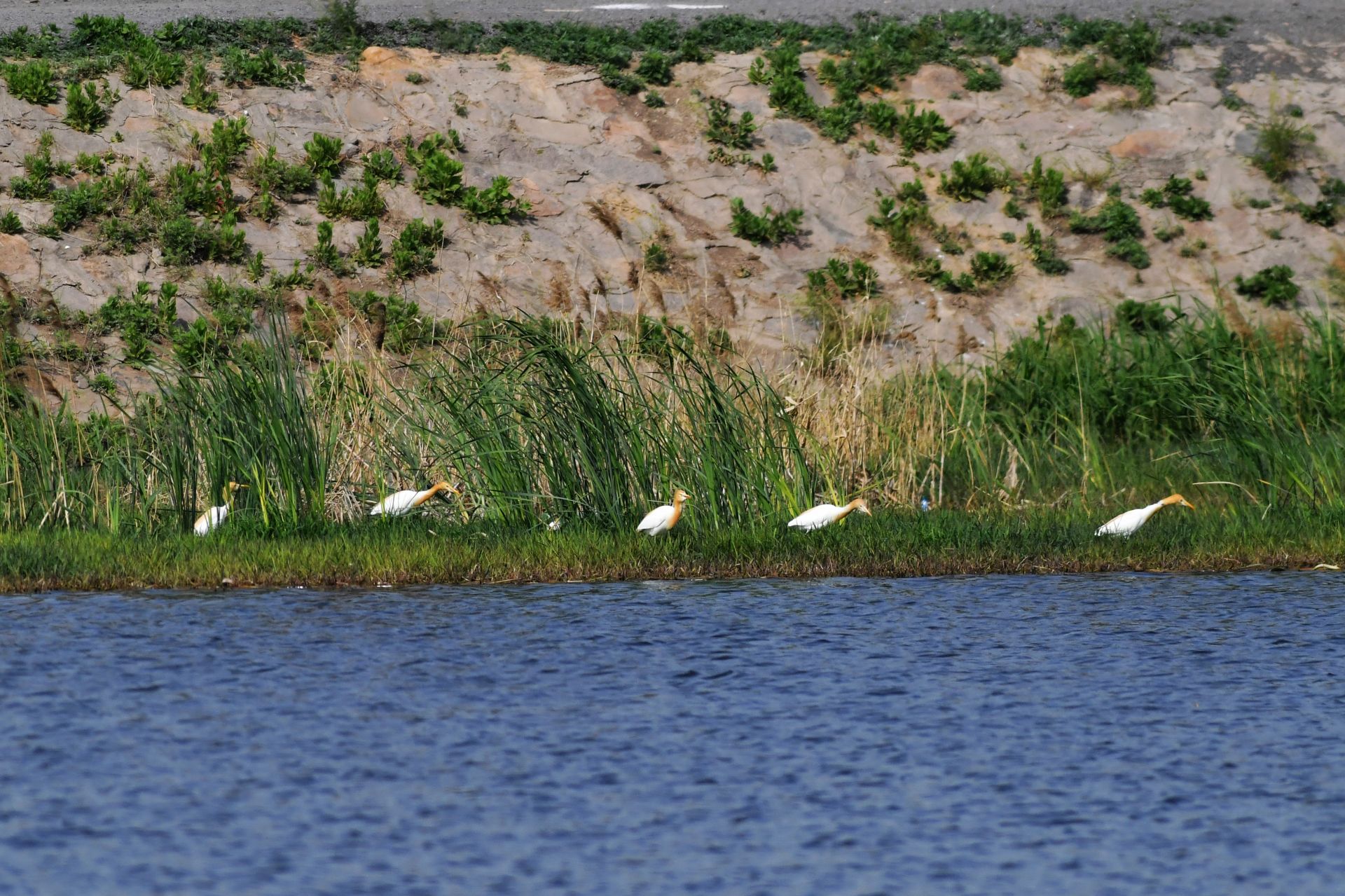 人类的好胖友青岛白沙河湿地迎来稀客