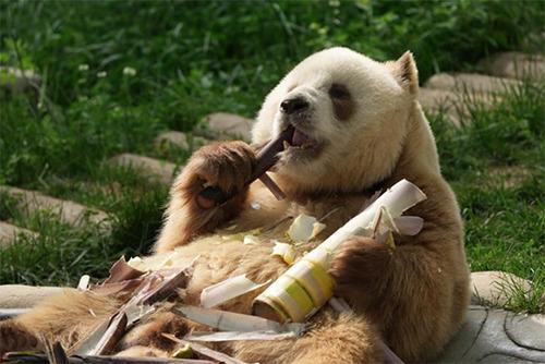 每天消耗春笋100斤！棕色大熊猫“七仔”胃口大开
