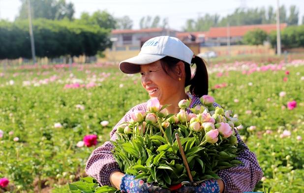 菏泽芍药鲜切花产量全国市场占比过半 北京客商为采购蹲守菏泽3个月