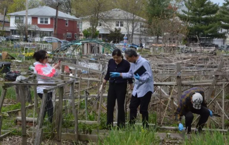 纽约华裔在城市体验农耕 阳台、顶楼变菜园