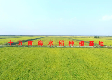 潍坊寒亭：万亩盐碱地改良促生态治理与粮食安全