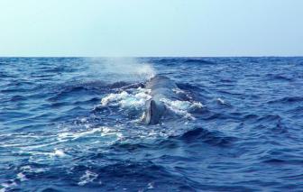 专家指南海可能是最大齿鲸抹香鲸重要繁育场