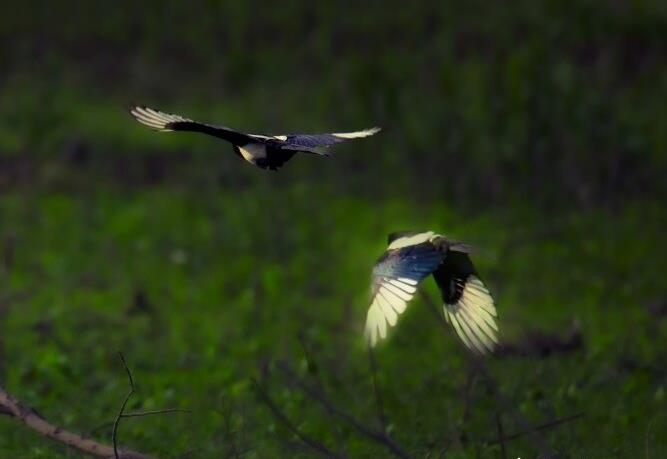 珍稀鸟类“盘踞”在枣庄周村水库