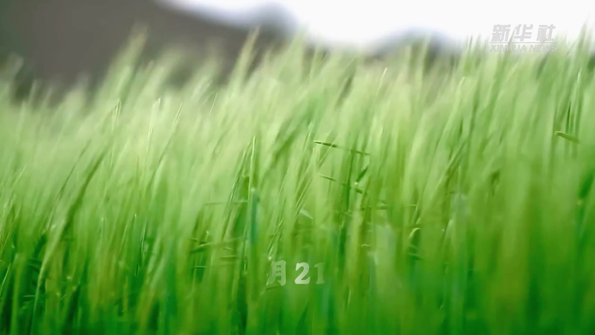 21日小满：在麦浪和秧绿中，与夏天撞个满怀