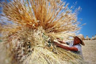 国家粮食和物资储备局：今年中国小麦丰收有基础
