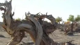 老人荒漠种树20年种下5万多棵梭梭树