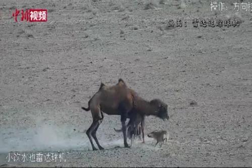 遇狼围攻母驼死守幼崽 救助人员驱车百公里救下濒危物种