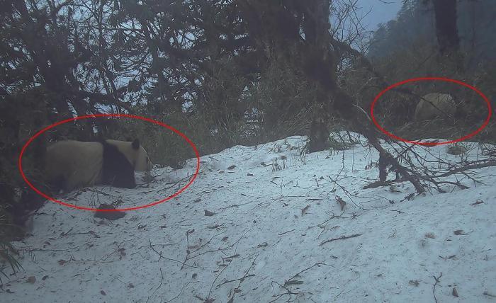 四川天全：红外相机拍到大熊猫母子同框画面