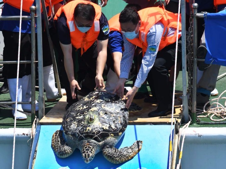 青岛：“保护海龟，你我同行”