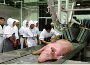 近期泰安市猪肉价格平稳上涨 预计上半年猪肉价格不会持续大幅走高